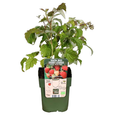 3 x Bio-Himbeerpflanzen – Ø 13 cm – ↨ 20 cm