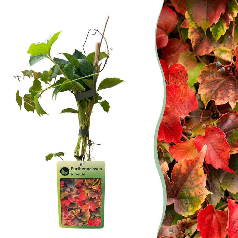 4x Parthenocissus tr. 'Veitchii Boskoop' Jungfernrebe, Kletterpflanze, Ø9cm