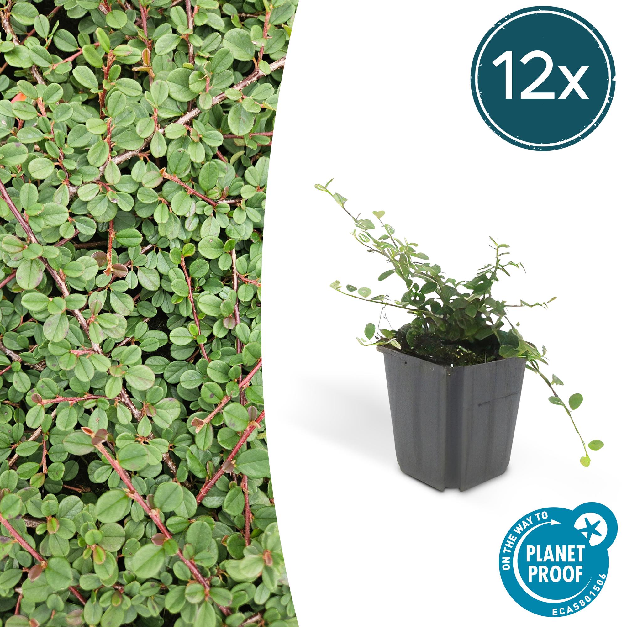 12x Cotoneaster 'Queen of Carpets' Bodendecker - 10-25cm, 9cm Topf
