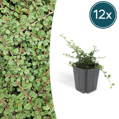 12x Cotoneaster 'Queen of Carpets' Bodendecker - 10-25cm, 9cm Topf