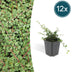 12x Cotoneaster 'Queen of Carpets' Bodendecker - 10-25cm, 9cm Topf Bild 1