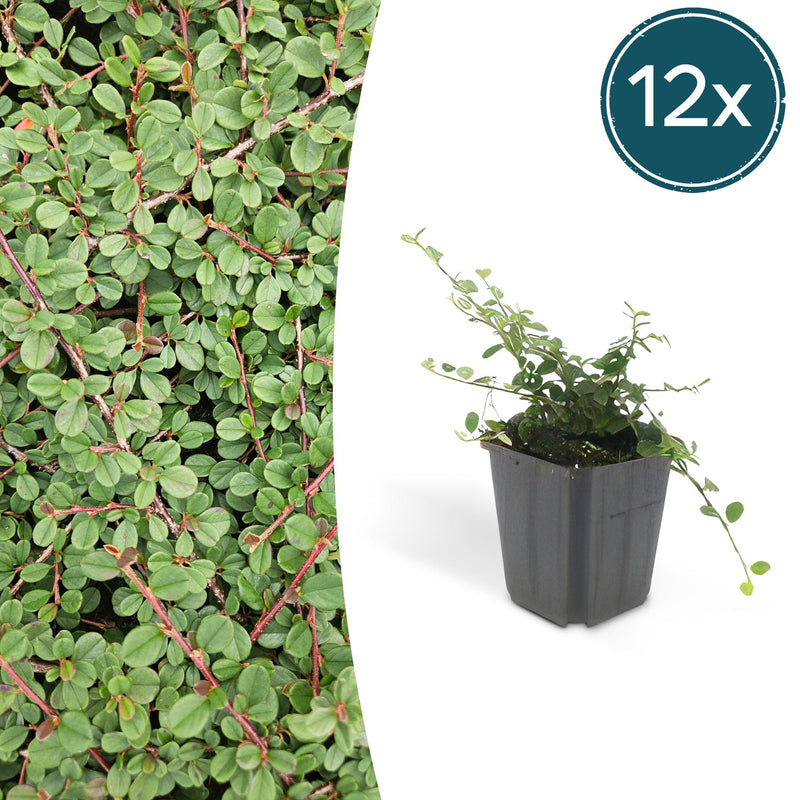 12x Cotoneaster 'Queen of Carpets' Bodendecker - 10-25cm, 9cm Topf