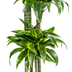 Dracaena Deremensis Dorado Topfpflanze, Ø27cm, 170-190cm Bild 3