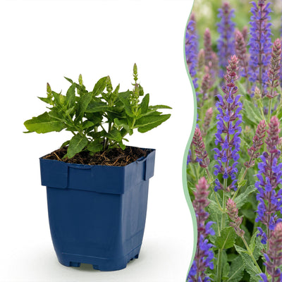 Green boutiQ - Perennial - Salvia nem. Sense Deep Blue - Sage - Bee and Butterfly Attractors - Purple - 3 Plants - Pot 11cm - Height 15-25cm