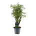 Polyscias Hawaiiana Ming - 45 cm - ø12 cm Topf Bild 1
