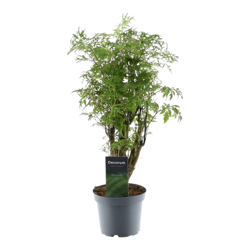 Polyscias Hawaiiana Ming - 45 cm - ø12 cm Topf