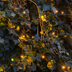 Hedera Hibernica Efeu, gestäbt, 125-150 cm Höhe Bild 7