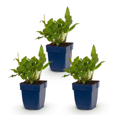 Green boutiQ - Perennial - Persicaria ampl. Rosea - Knotweed - Shade - Pink - 3 Plants - Pot 11cm - Height 15-25cm