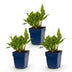Green boutiQ - Perennial - Persicaria ampl. Rosea - Knotweed - Shade - Pink - 3 Plants - Pot 11cm - Height 15-25cm Bild 1