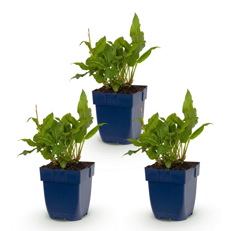 Green boutiQ - Perennial - Persicaria ampl. Rosea - Knotweed - Shade - Pink - 3 Plants - Pot 11cm - Height 15-25cm