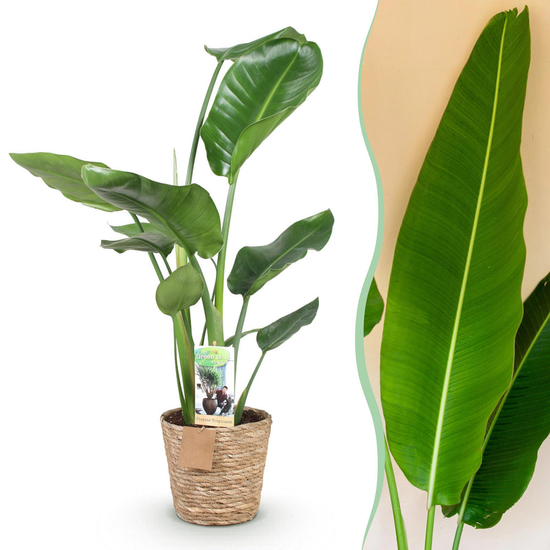 Green boutiQ - Zimmerpflanzen - Stelitzia Nicolai - Paradiesvogelblume - Wenig Pflege - mit Korb - Grün - 1 Pflanze - Topf 17cm - Höhe 70-90cm