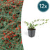 12x Bearberry Cotoneaster 'Cotoneaster dammeri' - 10-25cm - Ø9cm Pots Bild 1