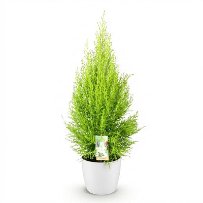 Cupressus Gold Crest Wilma – pflegeleichte Zimmerkonifere im weißen Topf