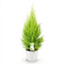 Cupressus Gold Crest Wilma – easy-care indoor conifer in a white pot Bild 2