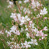 Green boutiQ - Perennial - Gaura lindh. Whirling Butterflies - Bee and Butterfly Magnet - White - 1 Plant - 11cm Pot - Height 15-25cm Bild 5