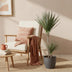 Dracaena Marginata Bicolor Houseplant in Pot, 90-100cm Bild 5
