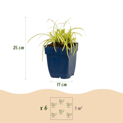 Green boutiQ - Grasses - Carex oshimensis Evergold - Japanese Sedge - Evergreen - Yellow-Green - 1 Plant - Pot 11cm - Height 15-25cm