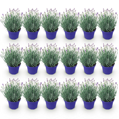 18x Lavendel 'Hidcote' - Winterhart, Lila, 20-25cm, Topf 12cm