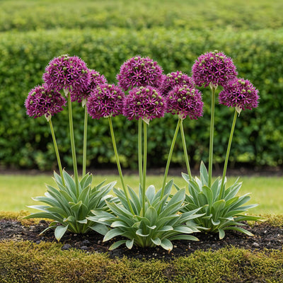 GreenboutiQ - Blumenzwiebeln - Allium Miami - Bulbs Hardy Perennial - Farbe Lila - 15 Stück - Zwiebelgröße 10/11 - XXL Pack