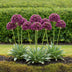 GreenboutiQ Allium Miami Blumenzwiebeln - Lila, XXL Pack (15 Stk) Bild 2
