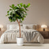 Ficus Lyrata Geigenfeige XXXL - 230cm - Ø40-45 Bild 4