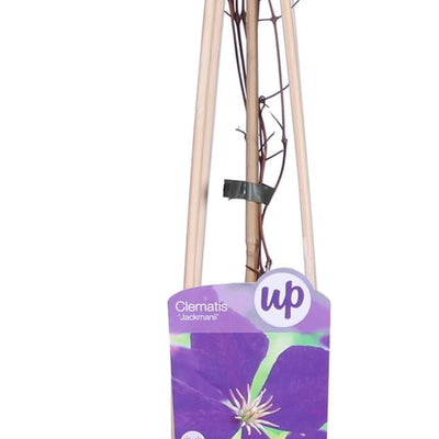 4x Clematis Jackmanii, dunkelblau, ↨65cm, Ø15