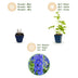 Green boutiQ - Perennial - Delphinium (P) Blue Bird - Larkspur - Bee and Butterfly Attractors - Blue - 12 Plants - Pot 11cm - Height 15-25cm Bild 3