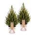 2x Picea glauca Conica - Zuckerhutfichte - Grün - Weihnachtsbaum - inkl. Zinktopf - Ø17cm - ↕65cm Bild 2