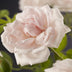 GreenboutiQ Climbing Rose 'New Dawn' - 2 Plants, Light Pink, easy to care for Bild 4