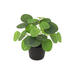 Künstliche Pilea Peperomioides (17,5 cm) - Pflegeleichte Deko Bild 1