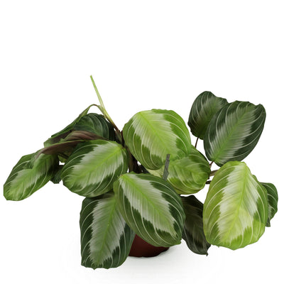 Maranta Fascinator Silverband Zimmerpflanze, Haustierfreundlich, Topf 12cm