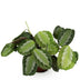 Maranta Fascinator Silverband Houseplant, Pet-Friendly, 12cm Pot Bild 2