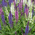 Green boutiQ - Perennial - Salvia Tricolour - Sage - Fragrant - Purple - Pink - White - 6 Plants - Pot 11cm - Height 15-25cm Bild 12