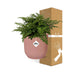 Asplenium Parvati Farn in rosa ELHO Vibes Topf, 14 cm Bild 4