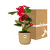 Anthurium Red in ELHO Vibes Fold Pot 14 cm Yellow Bild 5