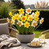 GreenboutiQ - Flower Bulbs - Daffodil Large Cupped mix - Bulbs Hardy Perennial - Colour Yellow and White - 15 Pieces - Bulb size 12/14 - XXL Pack Bild 4