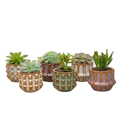 Sukkulenten-Set: 6x Mini-Pflanzen mit Keramiktöpfen, San Juan Design
