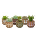 Sukkulenten-Set: 6x Mini-Pflanzen mit Keramiktöpfen, San Juan Design Bild 1
