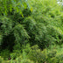 GreenboutiQ Bamboo 'Red Dragon' - 4 plants in 14cm pots Bild 7