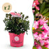 Zwergrhododendron Bloombux Magenta - 2 Pflanzen Bild 1