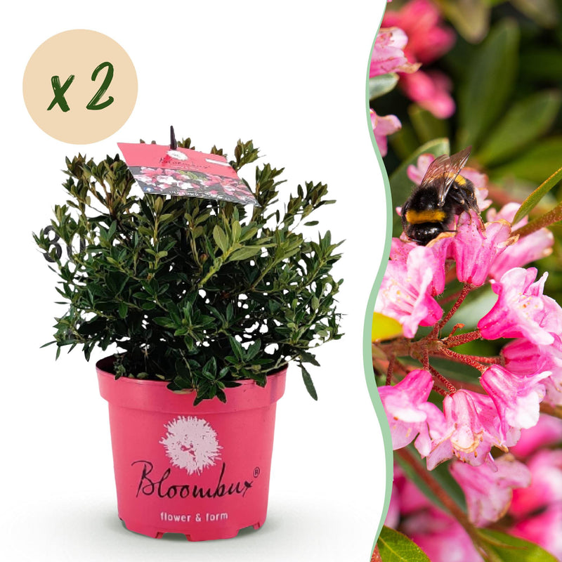 Zwergrhododendron Bloombux Magenta - 2 Pflanzen