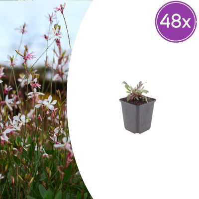 48x Gaura 'Siskiyou Pink' - 10-25cm, Ø9cm