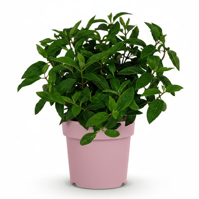 Gartenhortensie Groundbreaker Blush, winterhart, rosa, 20-25cm