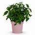 Garden Hydrangea Groundbreaker Blush, hardy, pink, 20-25cm Bild 2