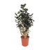 Polyscias Fabian (Fingerspeiche) - 130cm - Ø27cm Topf Bild 1