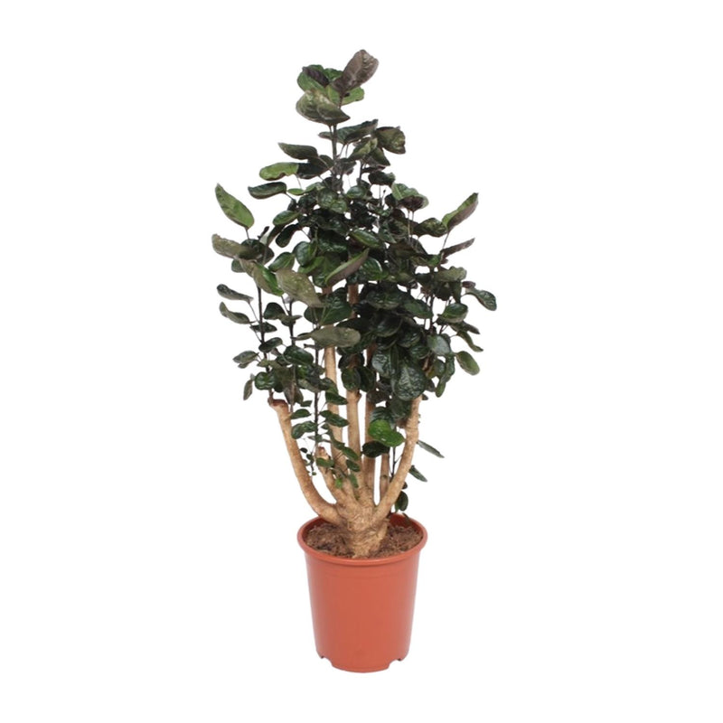 Polyscias Fabian (Fingerspeiche) - 130cm - Ø27cm Topf