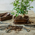 Bonsai-Wurzelhaken 20,5 cm – Präzisionswerkzeug für professionelle Wurzelpflege Bild 1