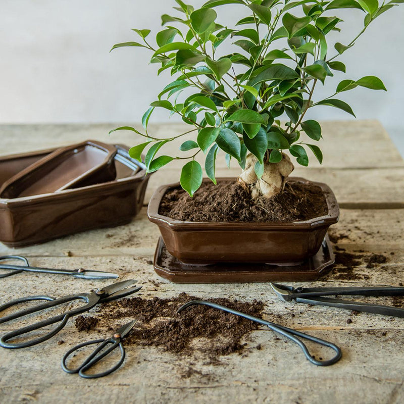 Bonsai-Wurzelhaken 20,5 cm – Präzisionswerkzeug für professionelle Wurzelpflege