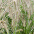 Pennisetum alopecuroides 'Hameln' Ziergras, Ø19cm Topf, ↕40cm Bild 4