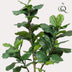 Artificial Plant Ficus Lyrata (Fiddle-Leaf Fig) 180 cm Bild 4